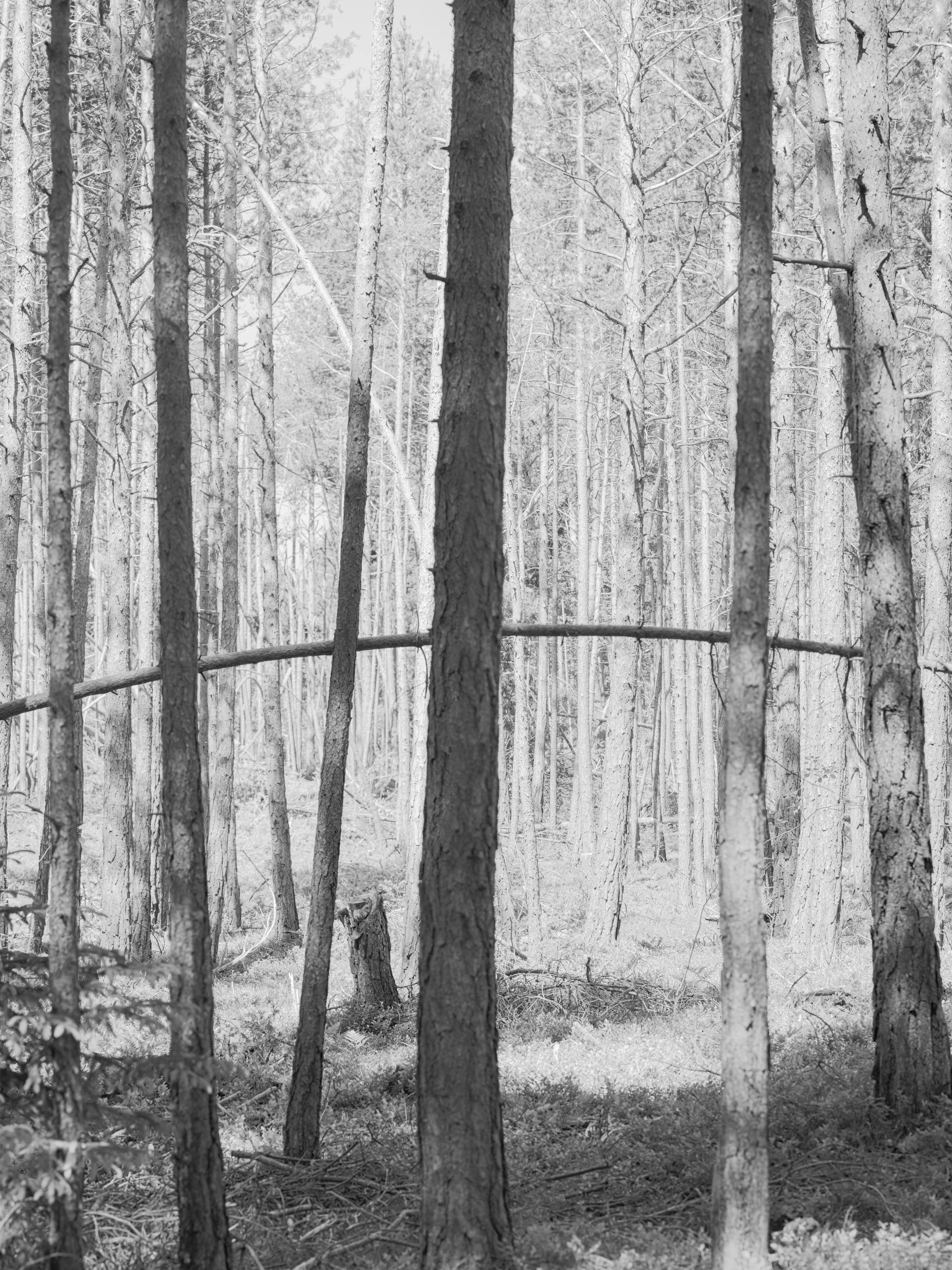 Wald Laranz 2022 – Martin Schgaguler Martin Schgaguler – Photographs and Thoughts