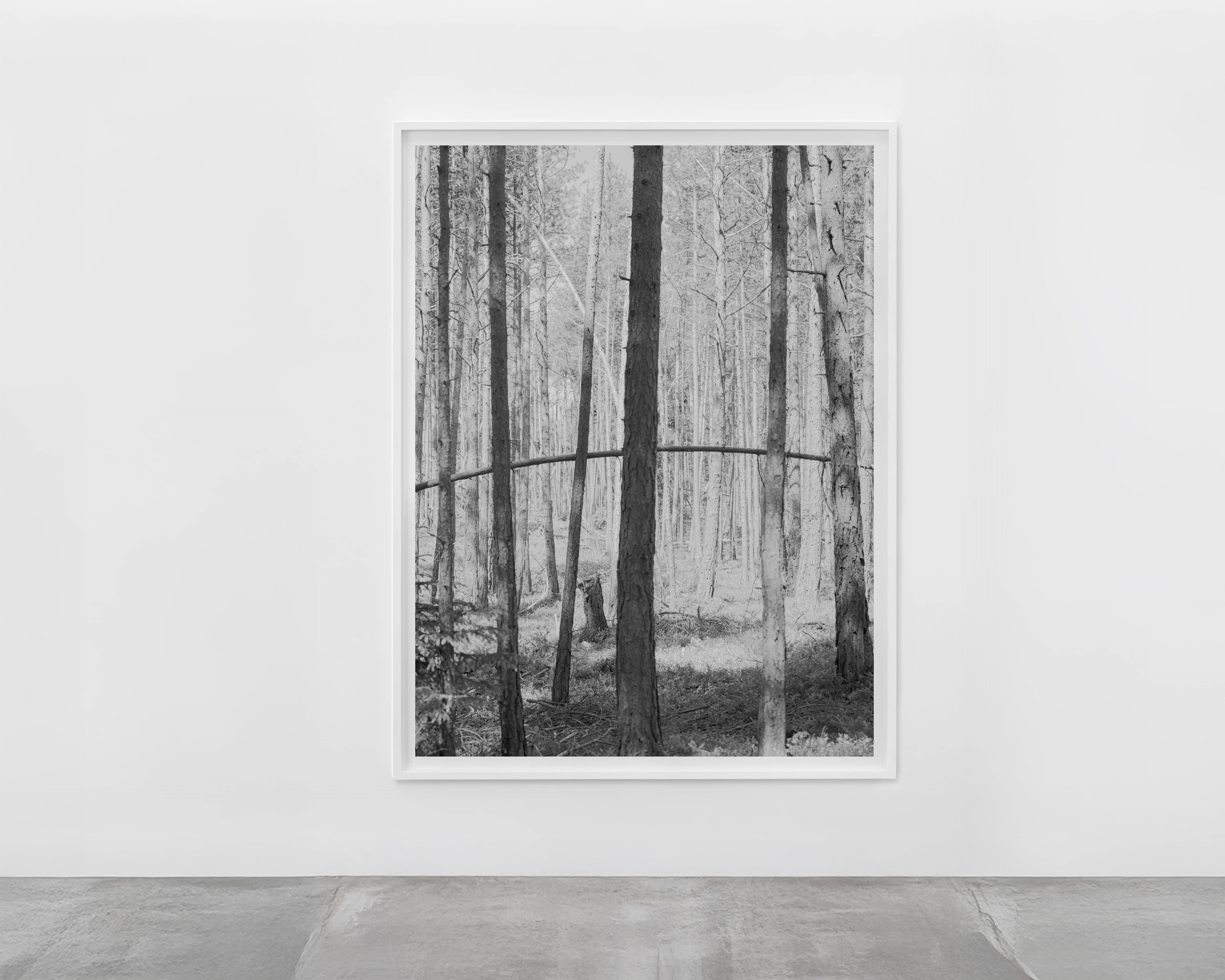 Wald Laranz 2022 – framed - Martin Schgaguler Martin Schgaguler – Photographs and Thoughts