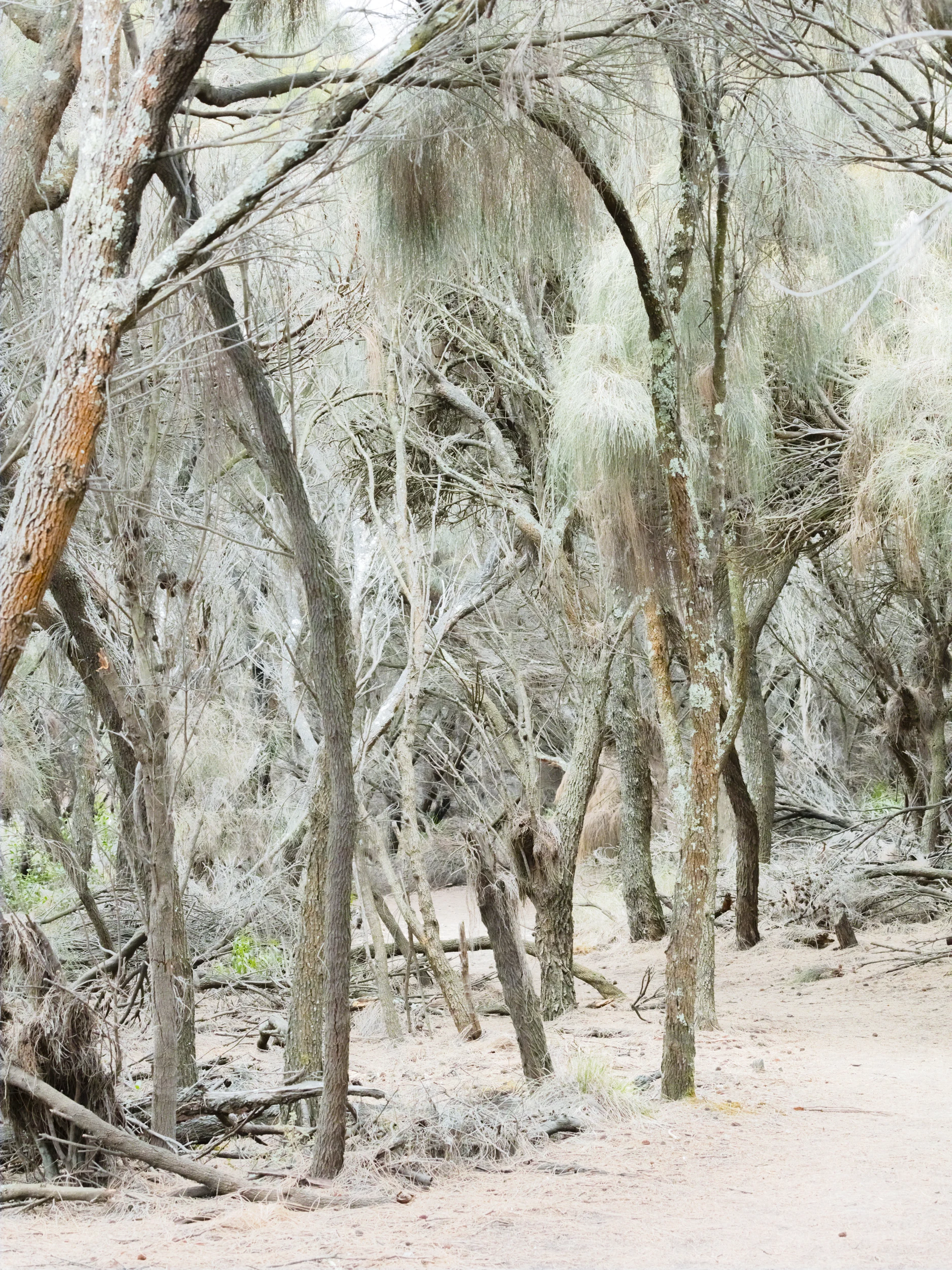 Bracelet Honey Myrtle Forest - Dyptichon, Left Martin Schgaguler – Photographs and Thoughts