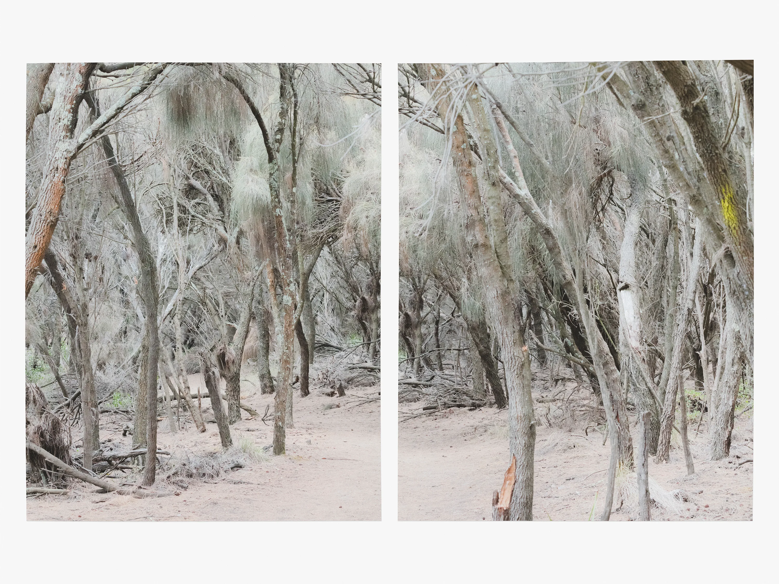 Bracelet Honey Myrtle Forest Martin Schgaguler – Photographs and Thoughts